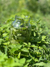 Load image into Gallery viewer, Lemon Balm Tincture