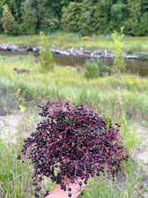 Load image into Gallery viewer, Elderberry • Ginger Honey