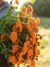 Load image into Gallery viewer, local grown calendula used in mineralizing hair and body oil