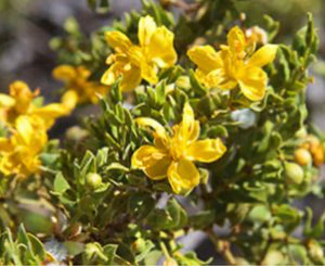 Enchantment Sagebrush~Chaparral Oil